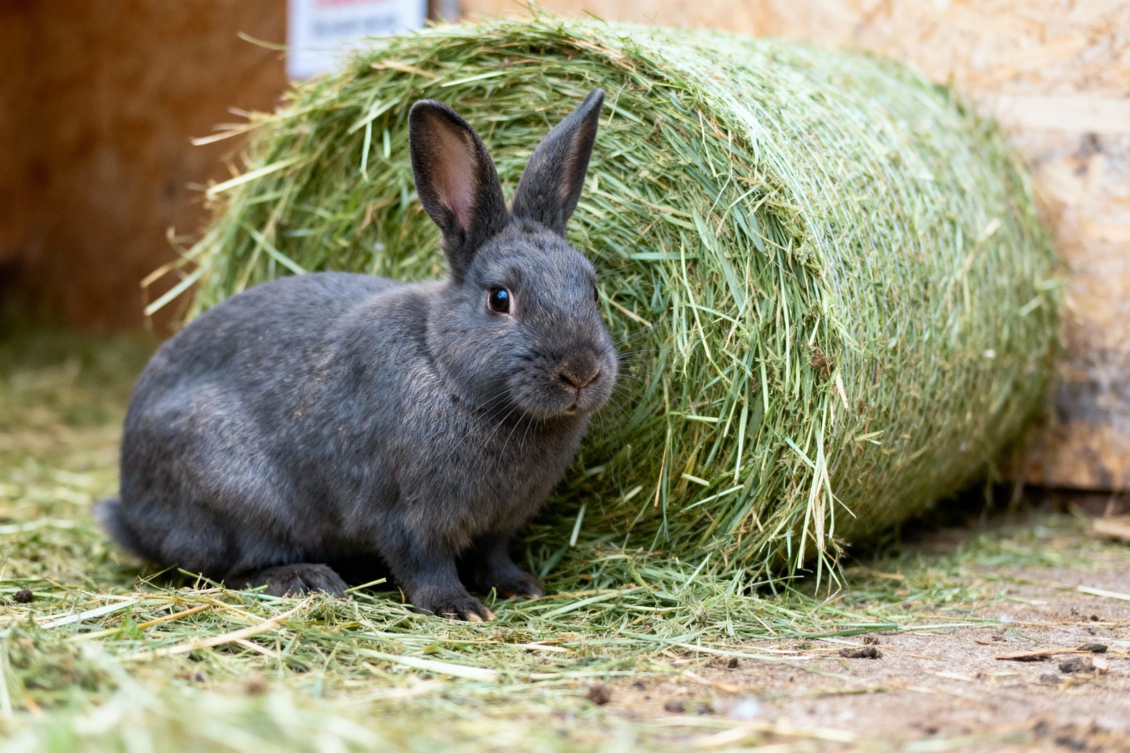 foin pour lapin