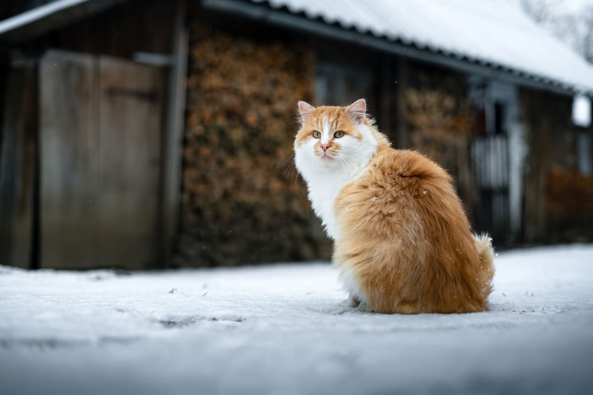 Geste essentiel pour éviter à votre chat le pire dehors