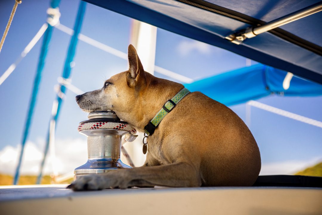 Deux mois seuls en mer avec son chien
