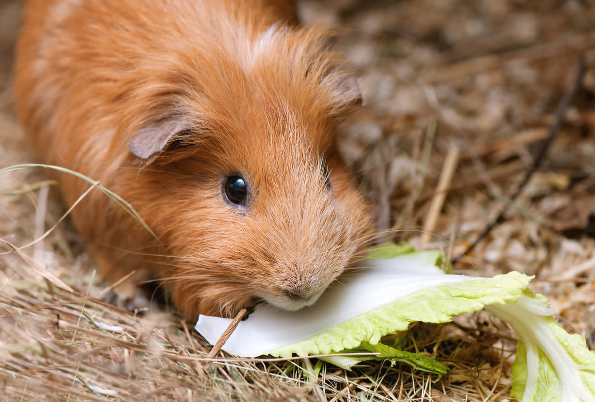 15 aliments courants peuvent tuer un cochon d’Inde