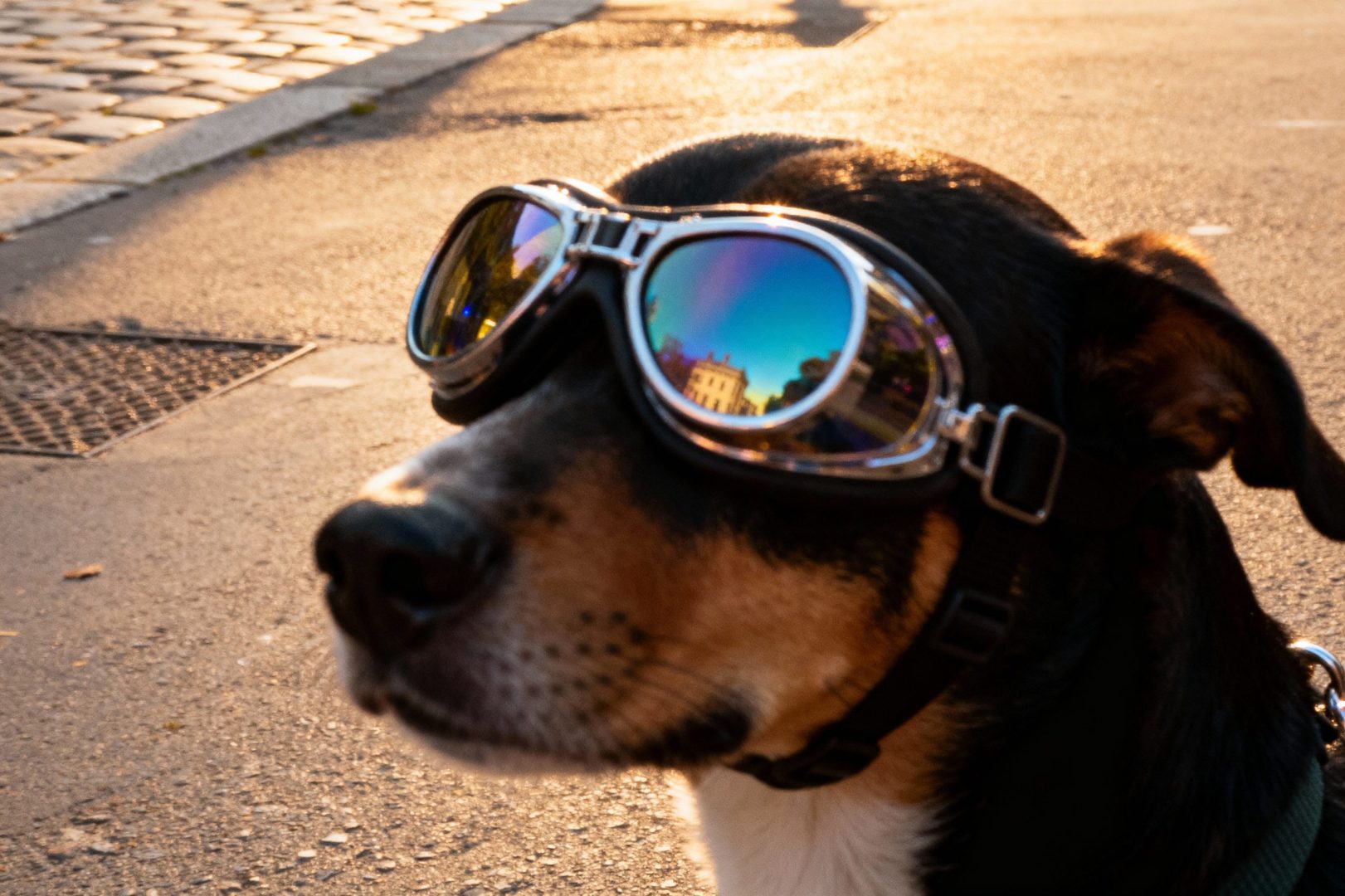 lentilles pour chien