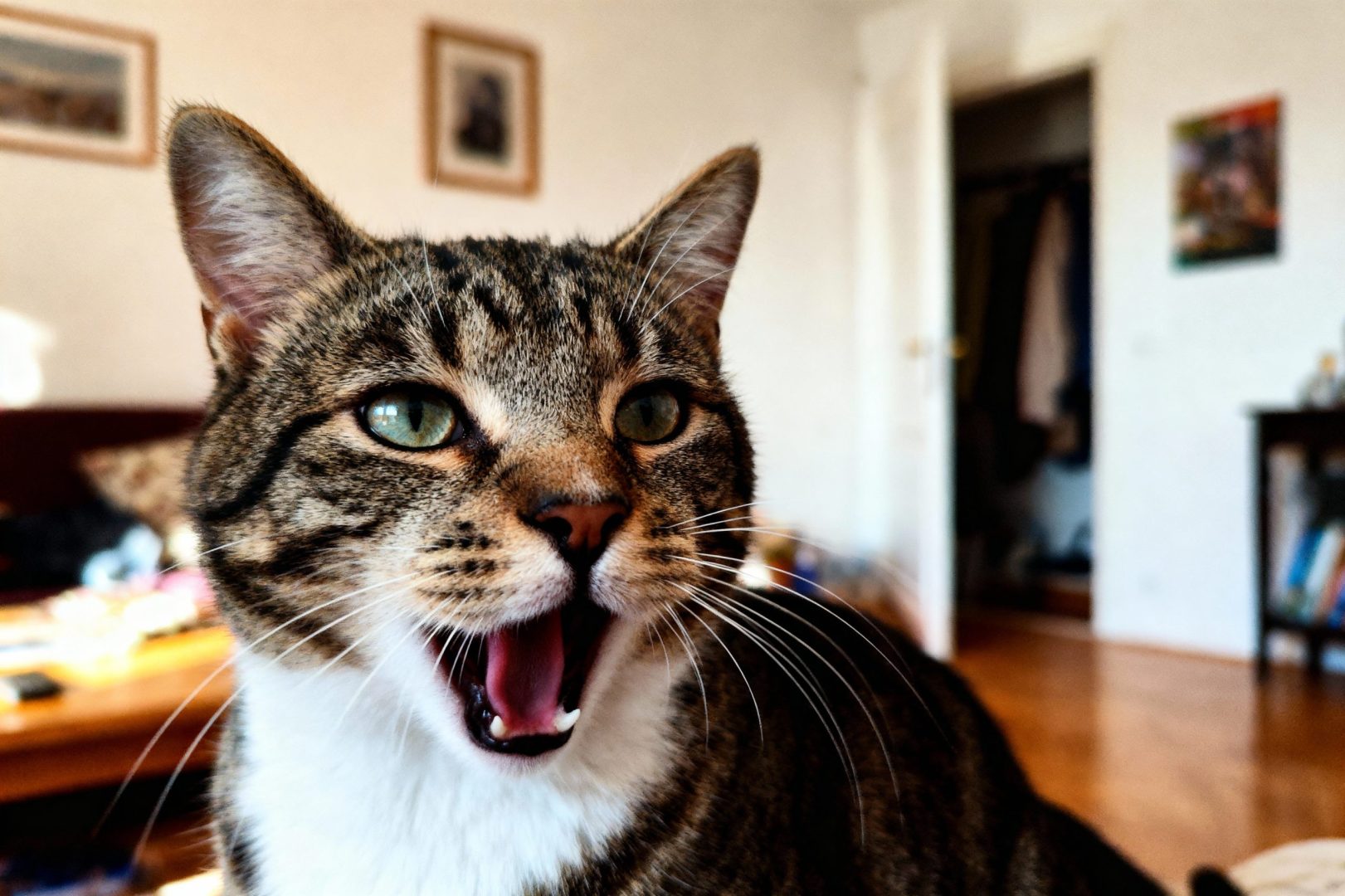 mon chat miaule sans raison