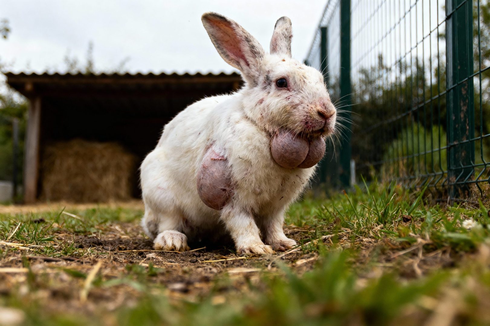 myxomatose du lapin