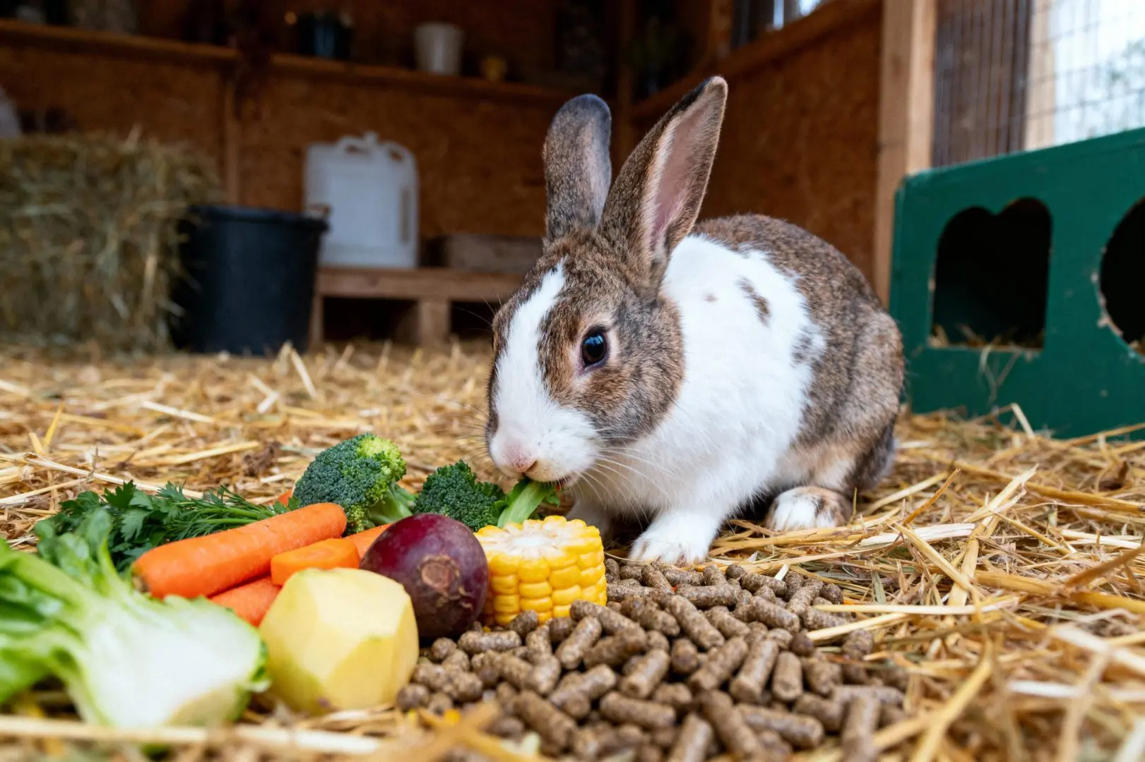 que mange un lapin