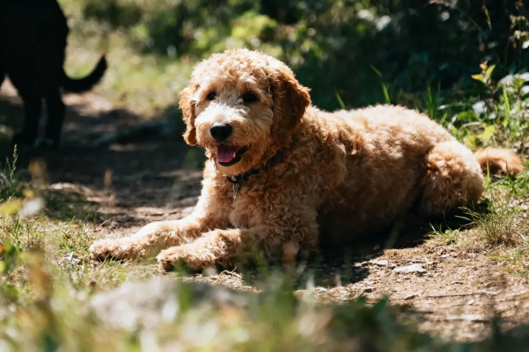 Chien bouclé allongé sur un chemin, ensoleillé, entouré de végétation, avec un autre chien en arrière-plan.