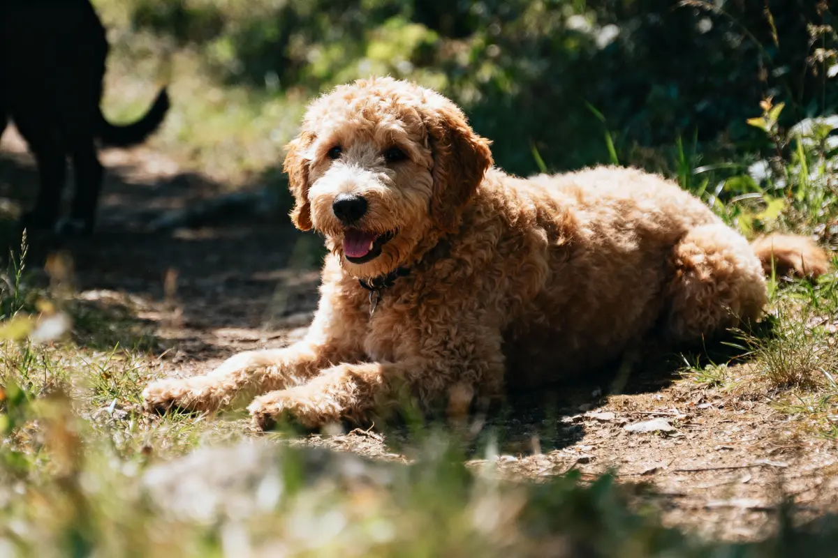 Chien bouclé allongé sur un chemin, ensoleillé, entouré de végétation, avec un autre chien en arrière-plan.