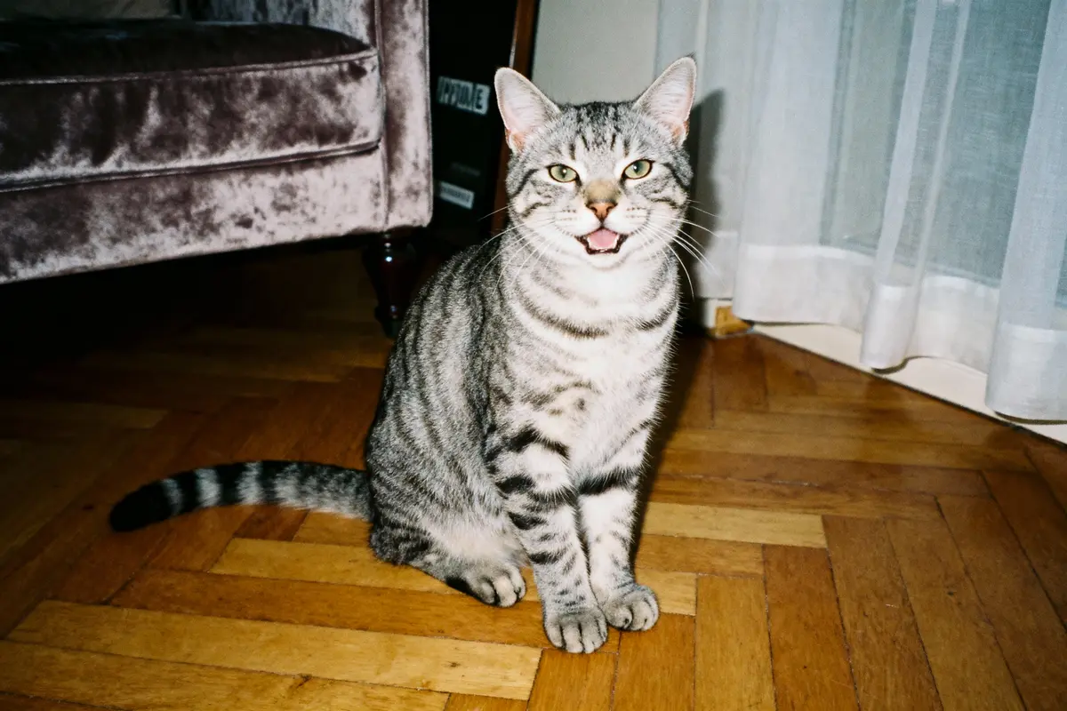 Chat tigré assis sur parquet, près de rideau et fauteuil, bouche ouverte comme s'il miaulait.