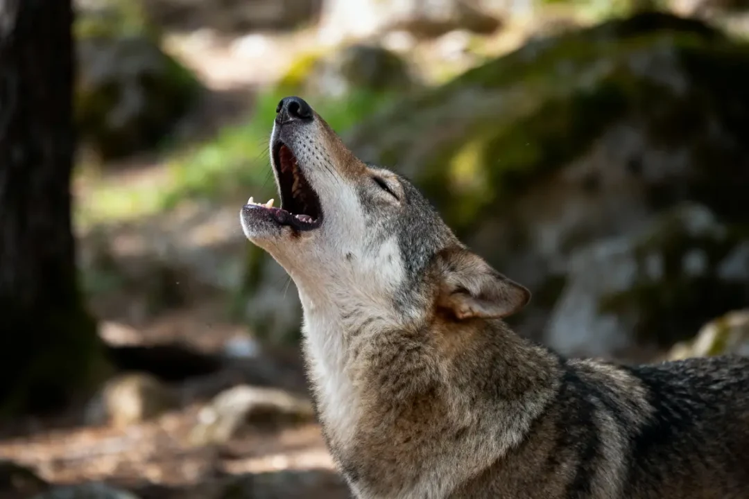 Loup gris hurlant dans une forêt, tête levée vers le ciel, lumière naturelle, arrière-plan flou.