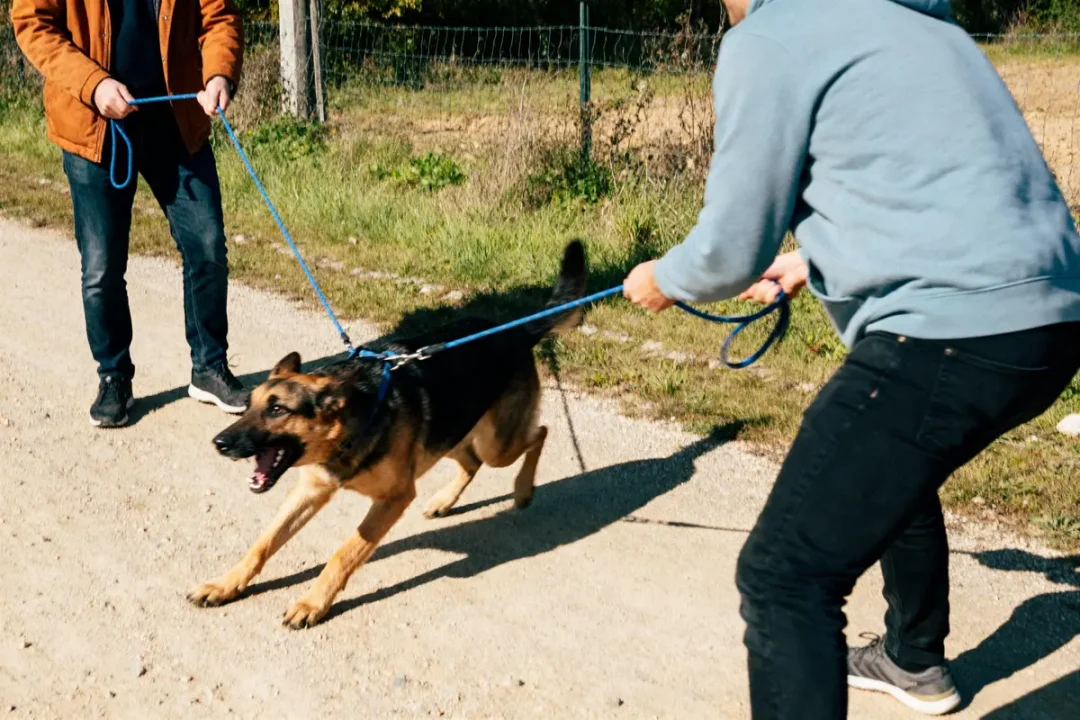 Deux personnes retiennent un chien agressif avec des laisses bleues sur un chemin de terre ensoleillé.