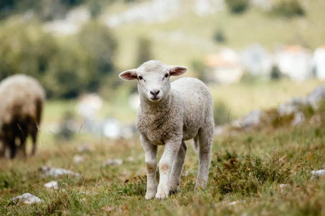 Agneau blanc debout dans un pré verdoyant avec arrière-plan flou et un mouton en arrière-plan.