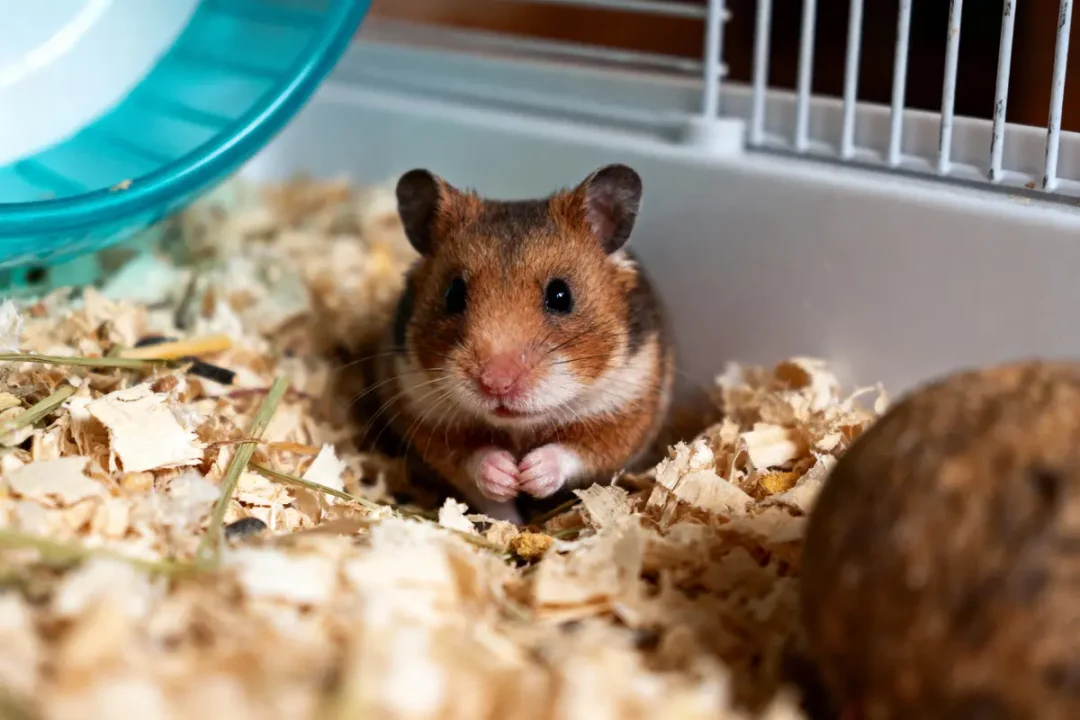 Hamster curieux dans sa cage, sur litière de copeaux, près d'une roue et d'une boule en bois.