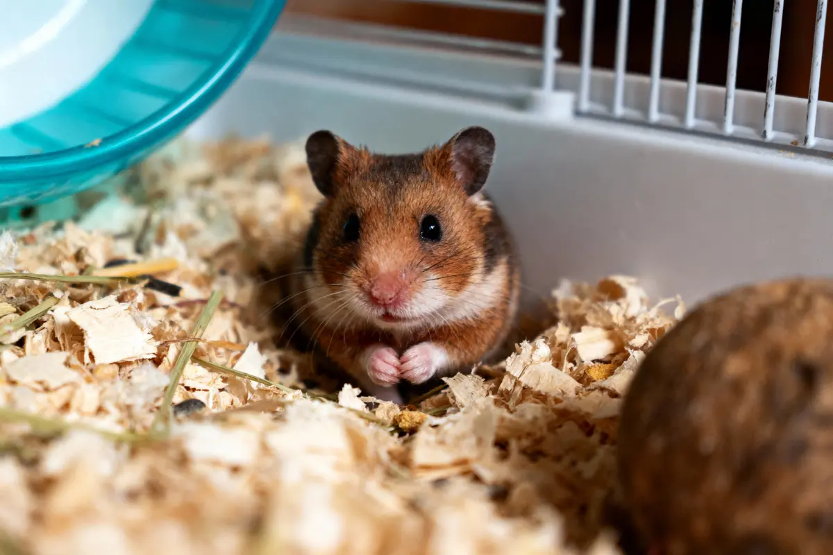 Hamster curieux dans sa cage, sur litière de copeaux, près d'une roue et d'une boule en bois.