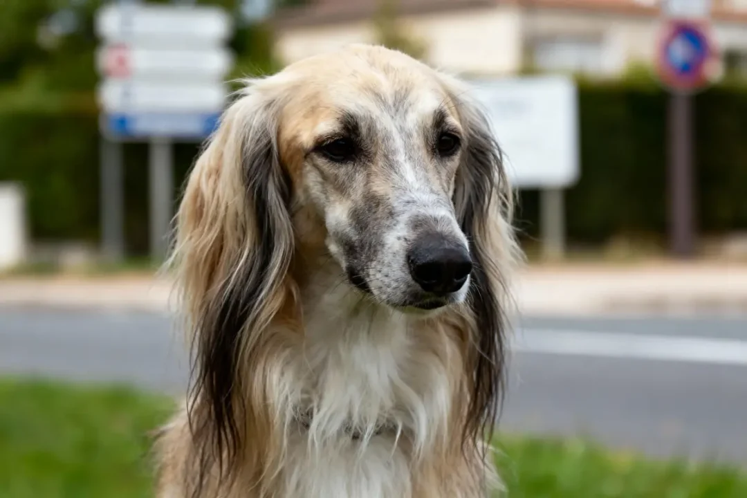 Chien au pelage long et soyeux, assis sur l'herbe près d'une route avec panneaux flous.