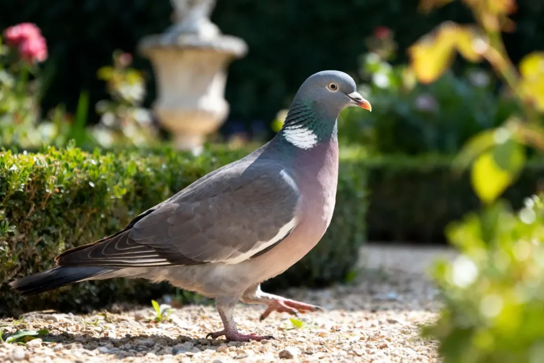 Pigeon marchant dans un jardin ensoleillé, entouré de verdure et fleurs, fond légèrement flou.