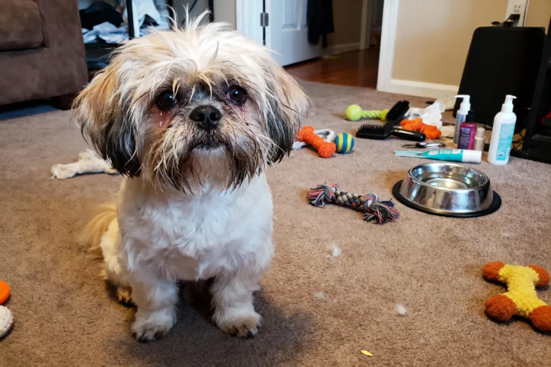 Chien pelucheux assis sur tapis avec jouets, gamelle et produits éparpillés dans une pièce désordonnée.