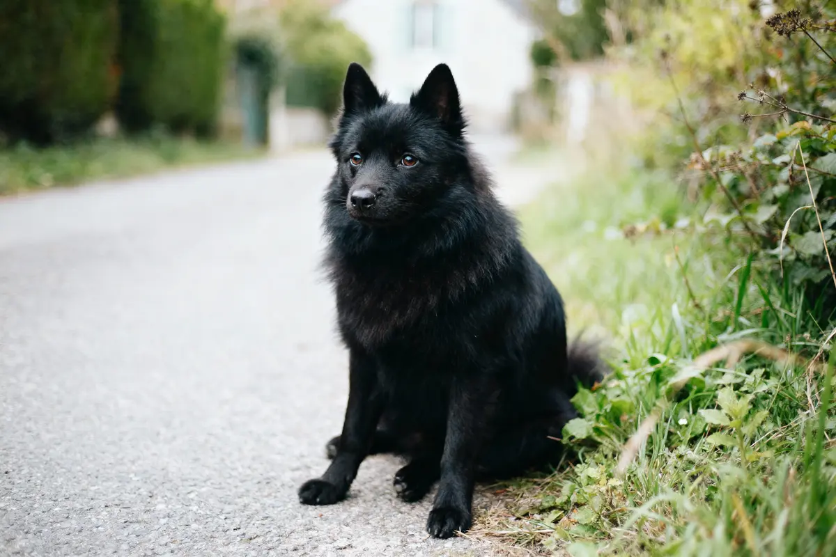 Chien noir assis sur un chemin, entouré de verdure et de buissons. Hausse des oreilles attentionnées.