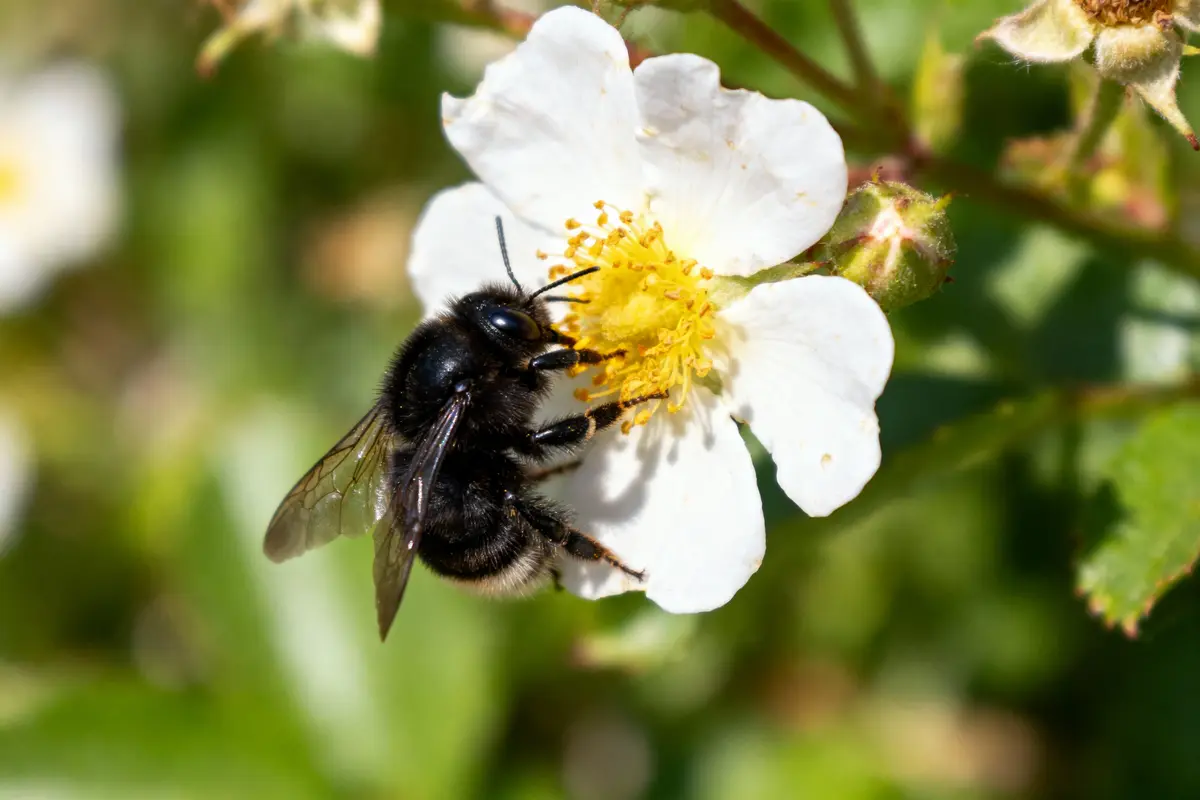 Abeille noire sur une fleur blanche, récoltant du nectar avec fond flou de verdure.