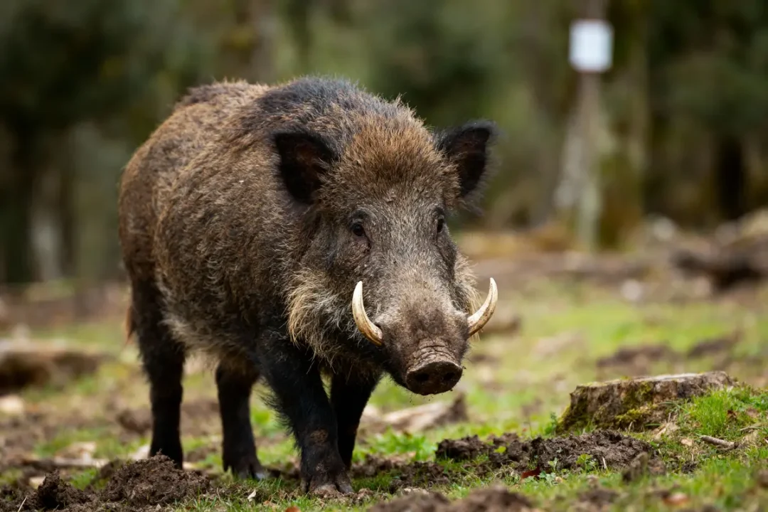 Un sanglier dans la forêt, marchant sur un sol herbeux et terreux, avec de grandes défenses.