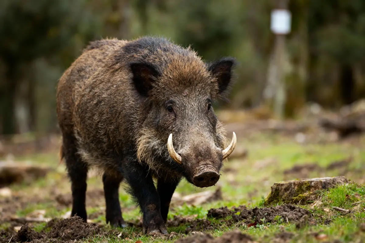 Un sanglier dans la forêt, marchant sur un sol herbeux et terreux, avec de grandes défenses.