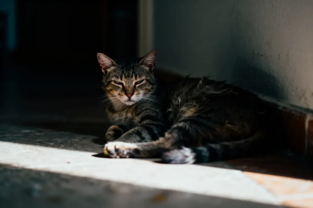 Chat tigré allongé sur le sol ensoleillé, regardant vers la caméra, ombres et lumière douce sur lui.