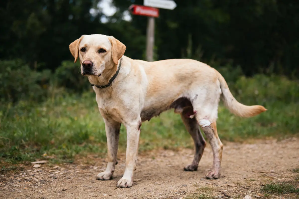 Chien blessé à la patte droite, se tenant sur un chemin en forêt, signe flou en arrière-plan.