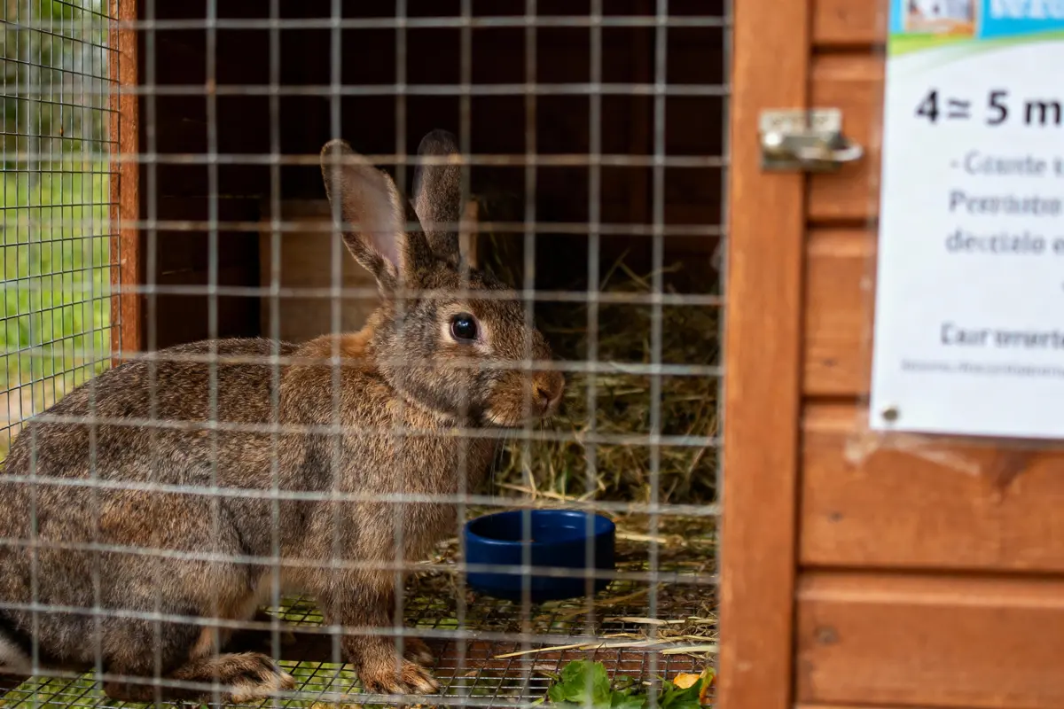 Lapin dans une cage en bois avec du foin et une gamelle bleue. Panneau avec texte flou.