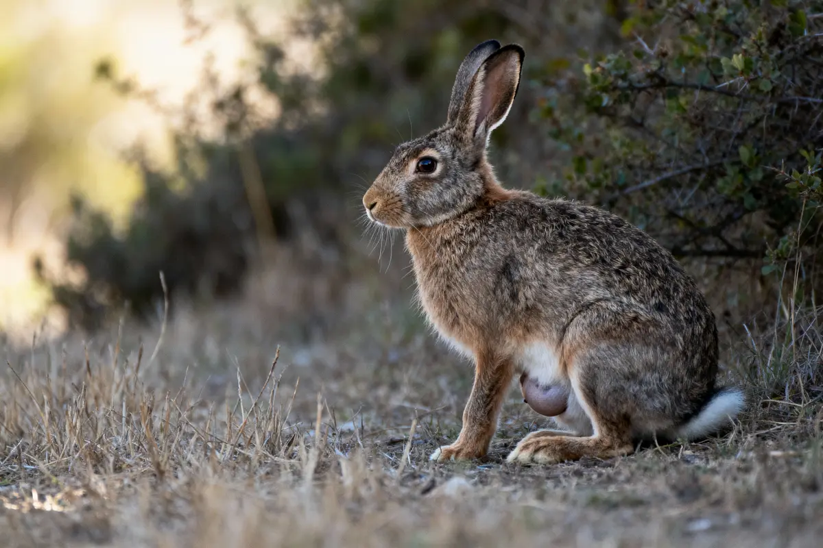 Lapin brun assis dans l'herbe sèche, éclairage naturel, arrière-plan flou de végétation.