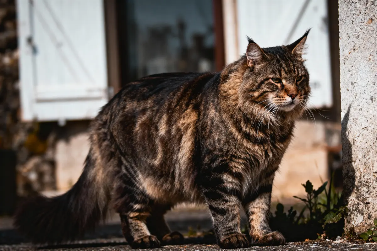 Grand chat tigré, poil long, debout à l'extérieur, près d'un mur blanc et fenêtre aux volets fermés.