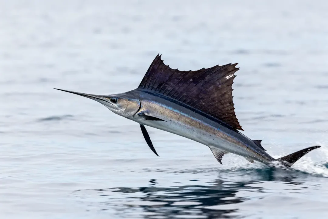 Un voilier émergeant de l'eau avec nageoire dorsale déployée, mer calme en arrière-plan.