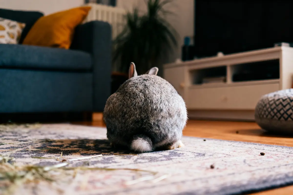 Lapin gris vu de dos, assis sur un tapis dans un salon cosy.