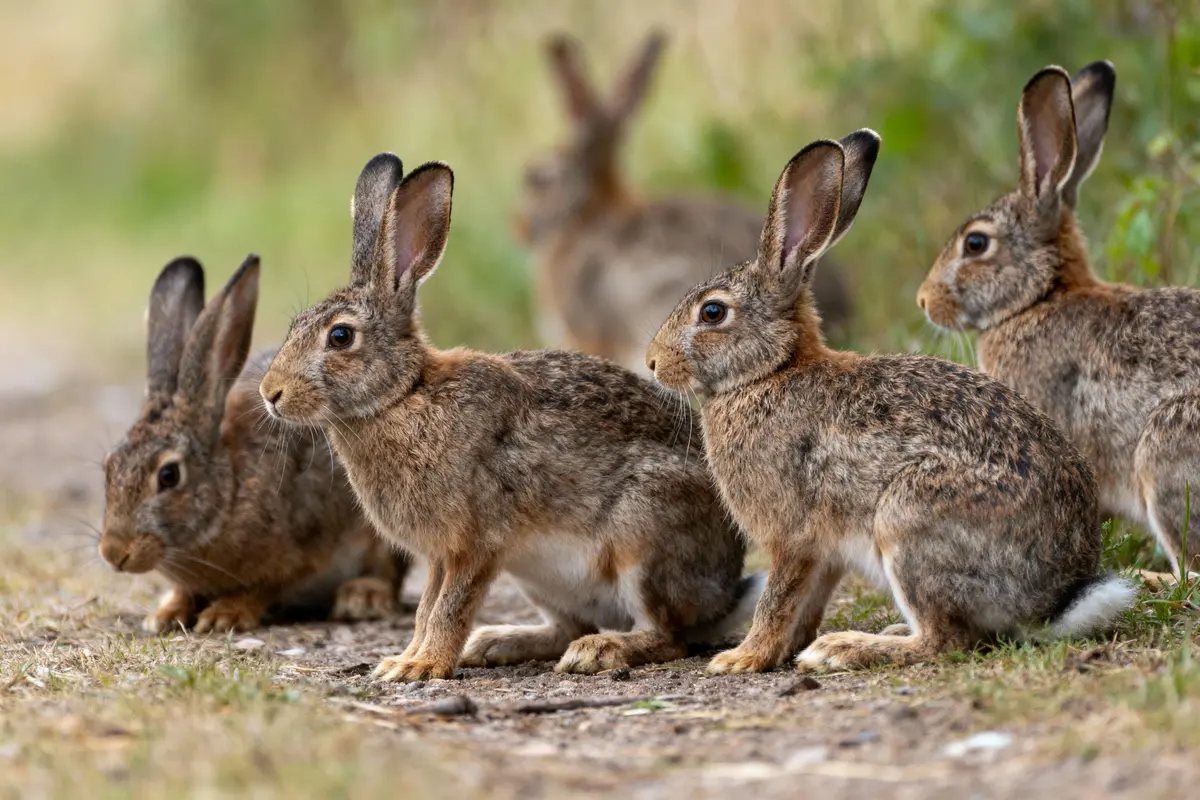 Cinq lapins bruns assis sur un chemin de terre, entourés de végétation verte floue.