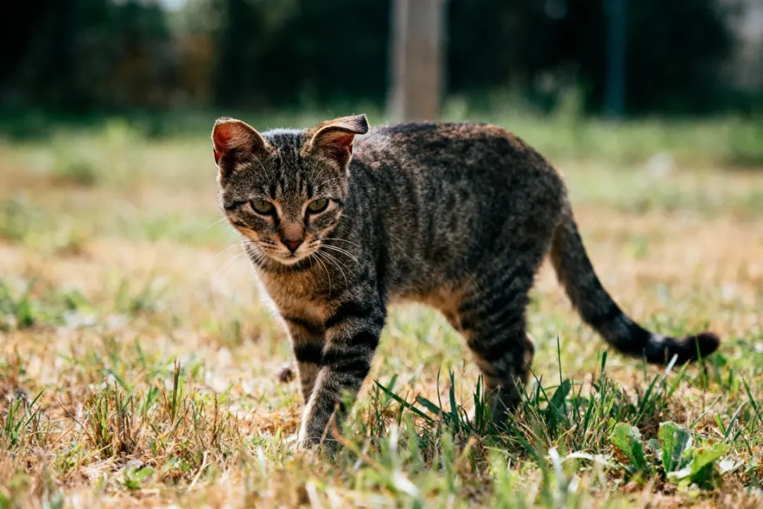 Chat tigré marchant sur l'herbe dans un jardin, regard concentré, ensoleillé, arrière-plan flou.
