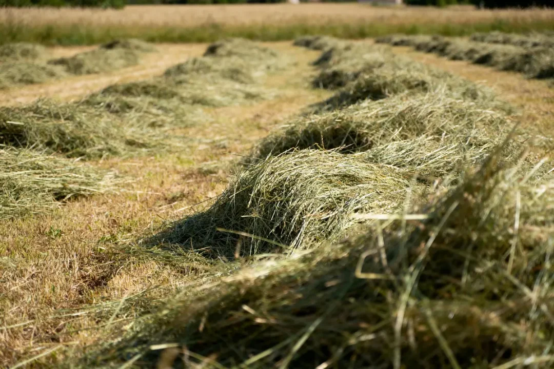 Herbe coupée, séchée en andains dans un champ ensoleillé, paysage rural.