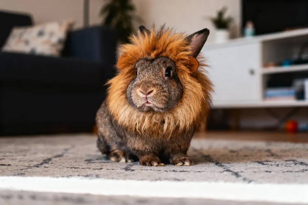 Lapin à crinière rousse assis sur tapis, décor intérieur avec canapé et étagère en arrière-plan.