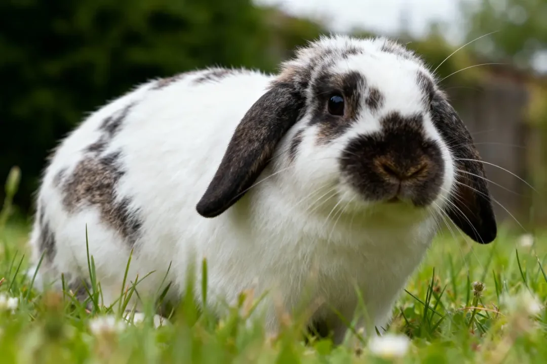 Lapin blanc et noir aux longues oreilles dans l'herbe verte, regardant vers la caméra.