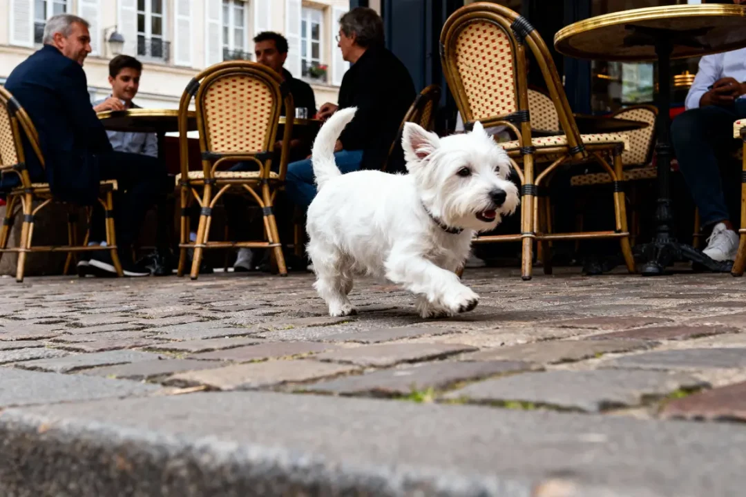 Petit chien blanc trottant devant terrasse de café parisien, avec chaises en osier et clients assis.