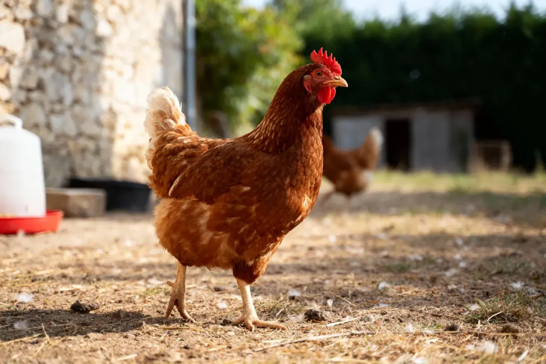 Poulet brun dans une cour extérieure, devant un mur en pierre, avec d'autres poules en arrière-plan.
