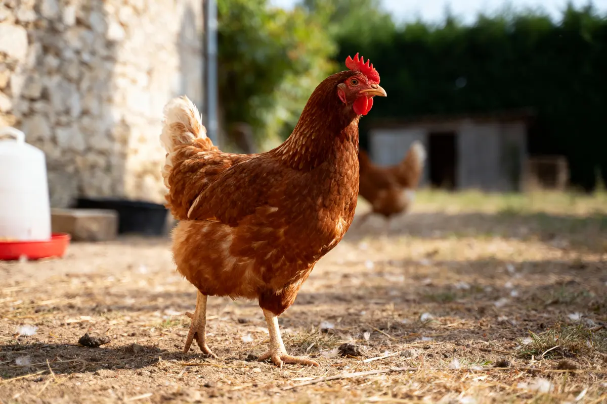 Poulet brun dans une cour extérieure, devant un mur en pierre, avec d'autres poules en arrière-plan.