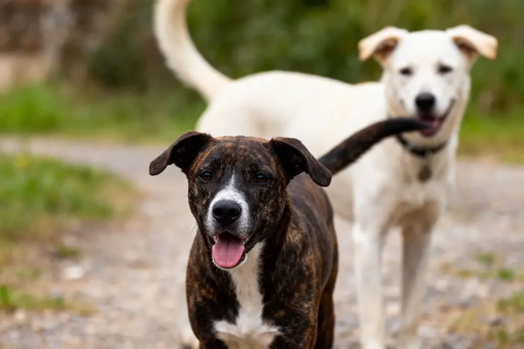 Deux chiens heureux, un marron et un blanc, marchent ensemble sur un chemin extérieur, langue pendante.