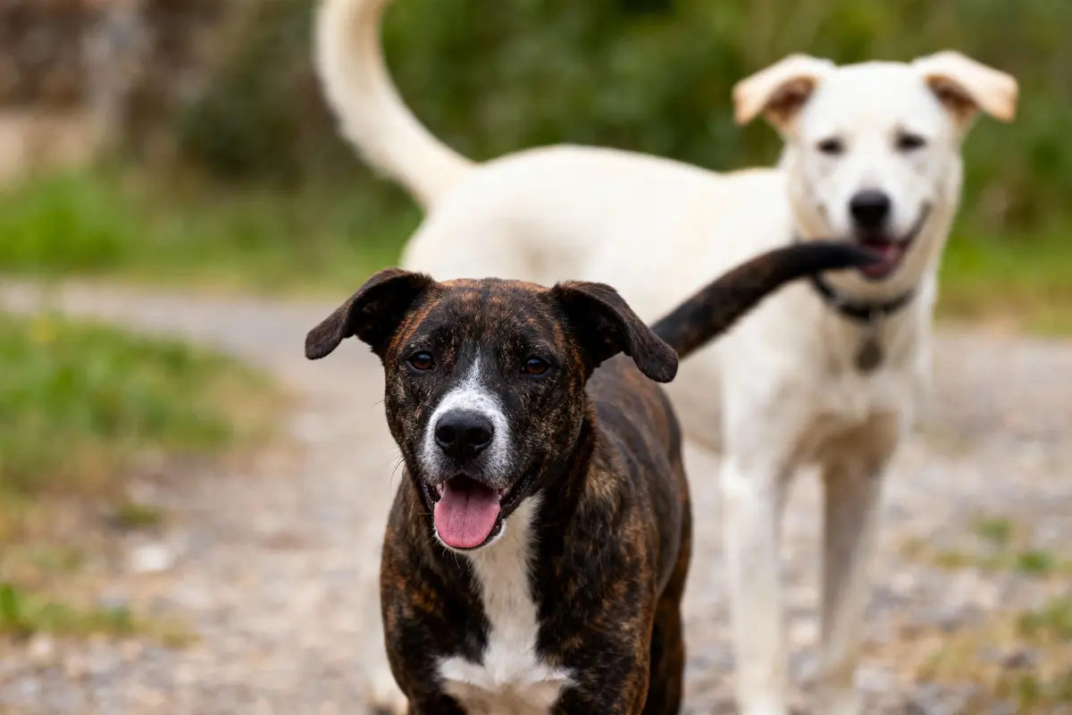 Deux chiens heureux, un marron et un blanc, marchent ensemble sur un chemin extérieur, langue pendante.