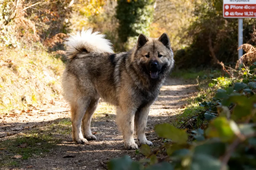 Chien fluffy sur un sentier de forêt ensoleillé, avec des feuillages verts et un panneau en arrière-plan.