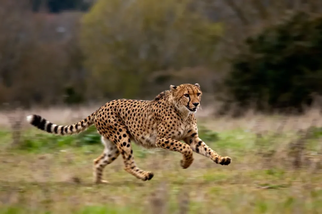 Guépard en pleine course dans un paysage naturel flou, illustrant sa vitesse et agilité sur l'herbe.