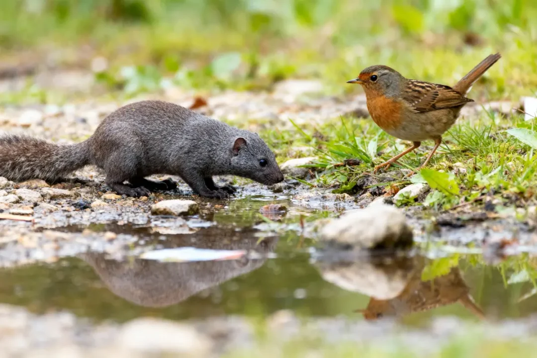 Petit mammifère gris boit près d'un oiseau brun sur sol herbeux et caillouteux, reflet dans l'eau.