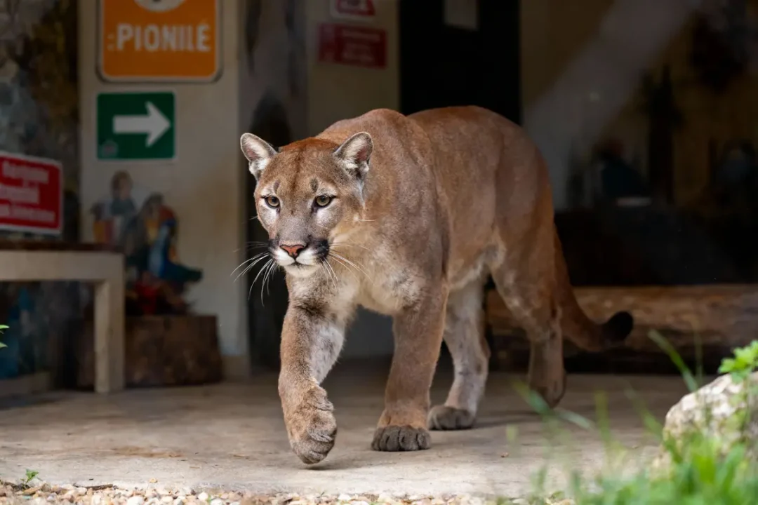 Puma marchant à l'intérieur d'un bâtiment, entouré de panneaux et de décorations murales colorées.