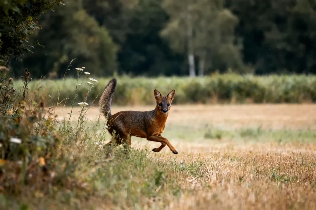 Renard courant dans un champ, entouré de verdure, avec forêt en arrière-plan flou. Ambiance naturelle et sauvage.
