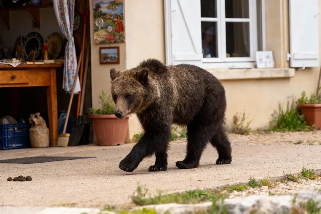 Ours brun marchant devant une maison avec des jardinières, fenêtres et objets décoratifs autour.