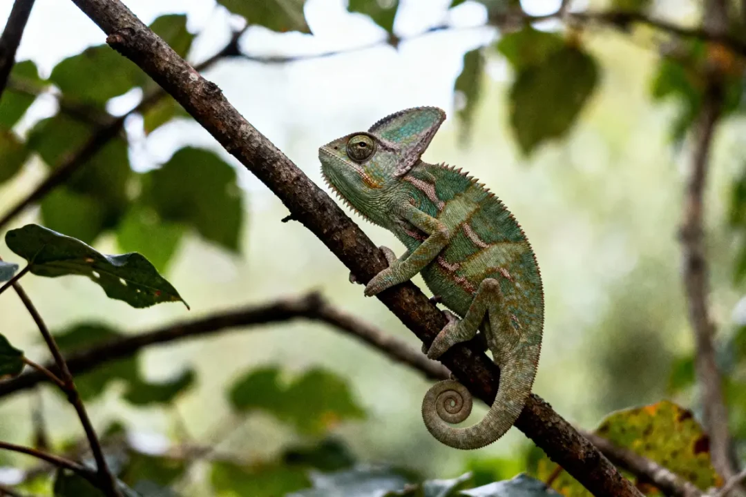 Caméléon vert sur une branche, entouré de feuilles floues en arrière-plan, regardant vers la gauche.