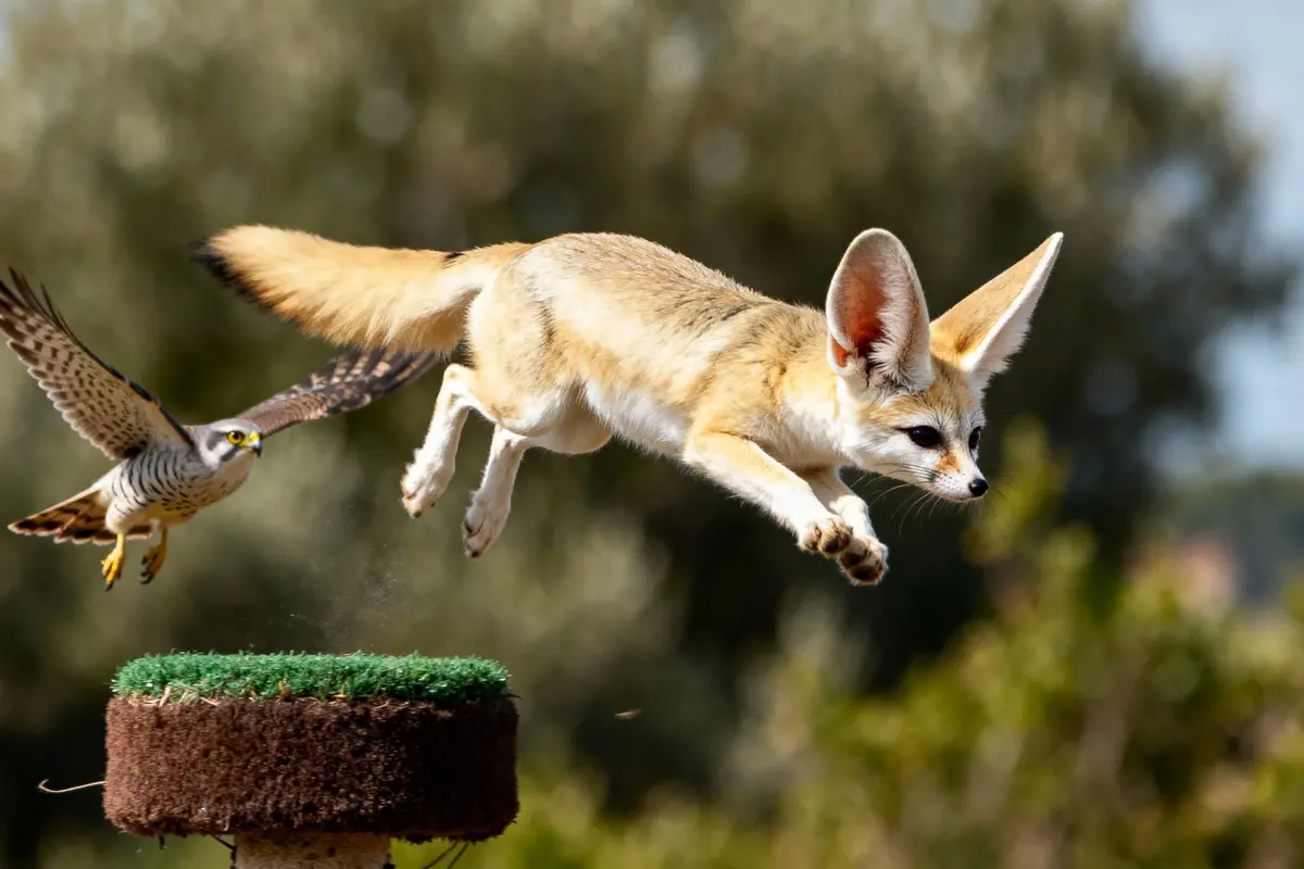 Un renard fennec bondit tandis qu'un faucon vole derrière, sur fond de nature floue.