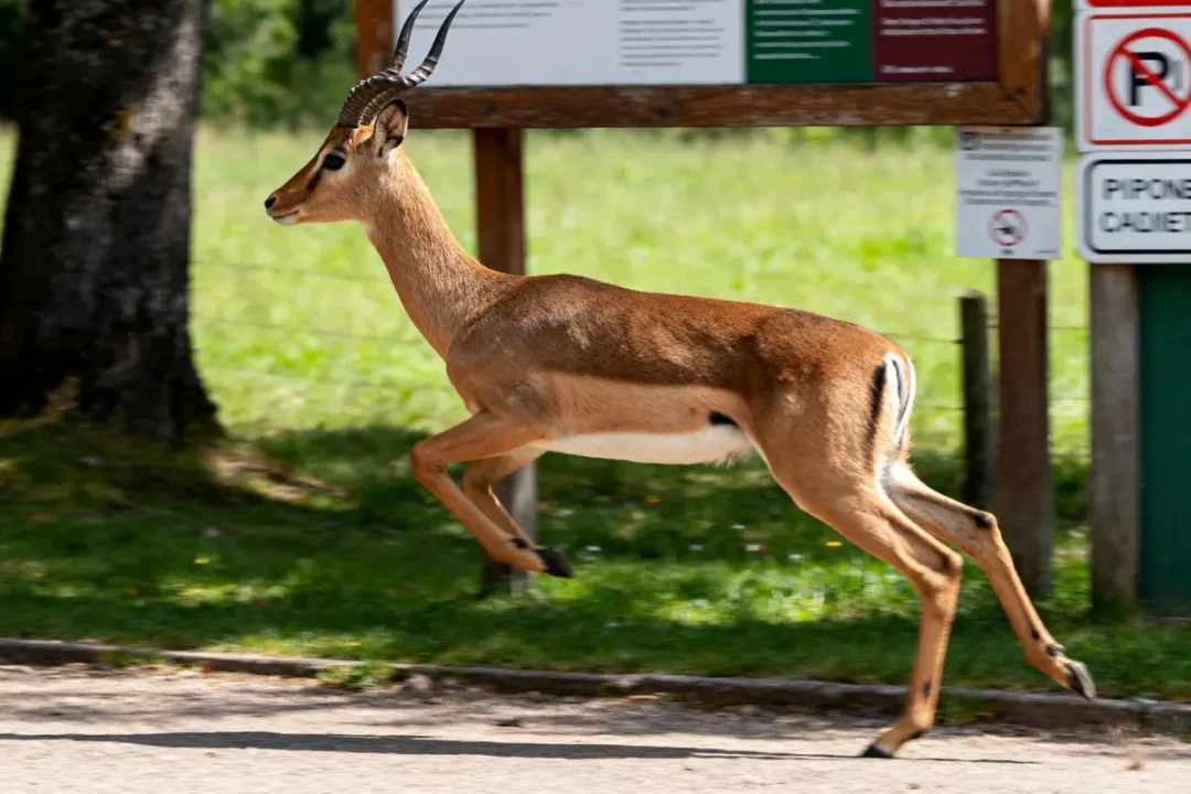 Antilope sautant, fond de panneaux et d'herbe verdoyante en arrière-plan, capture de mouvement dynamique.