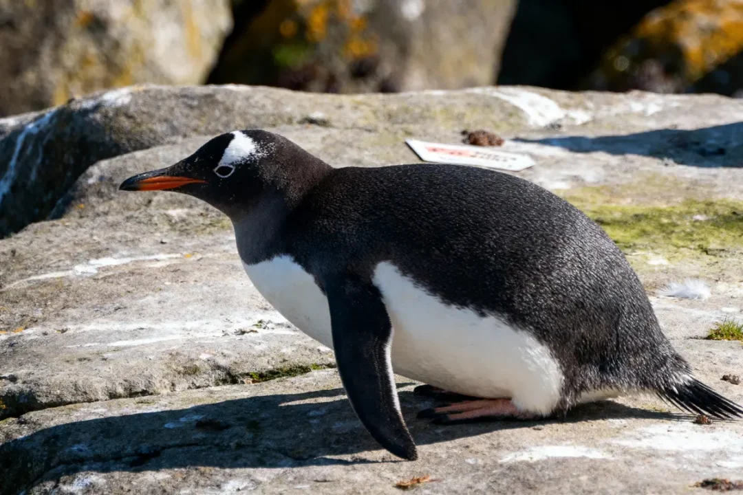 Pingouin se prélassant sur un rocher, ensoleillé, plumage noir et blanc, bec orange, arrière-plan flou.